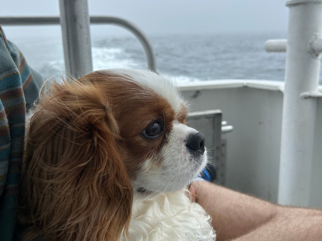 Cap'n Fish's Cruises-布斯贝港必去景点