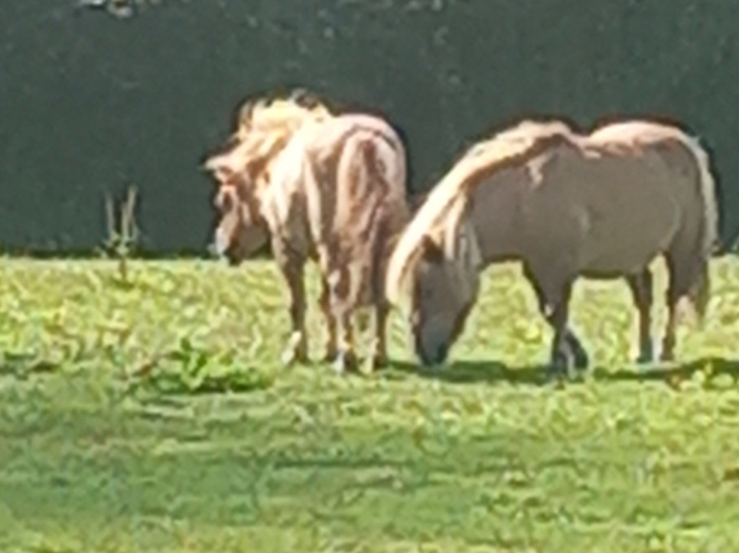 War Horse Valley Country Farm Park-Iddesleigh必去景点