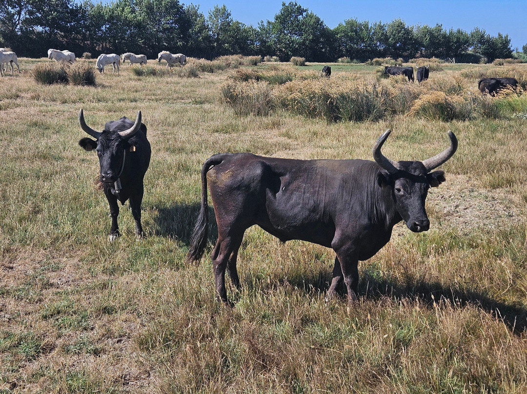 La Camargue d’antan-Beauvoisin必去景点