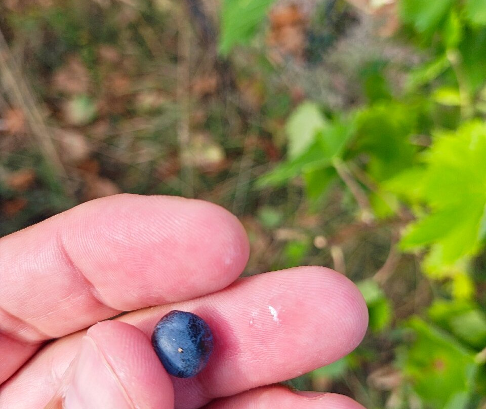Azienda Agricola L'Arco Antico-Pozzilli必去景点