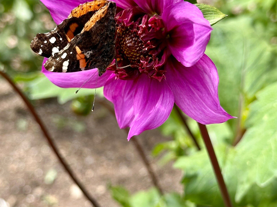 Threave Garden & Nature Reserve-Castle Douglas必去景点