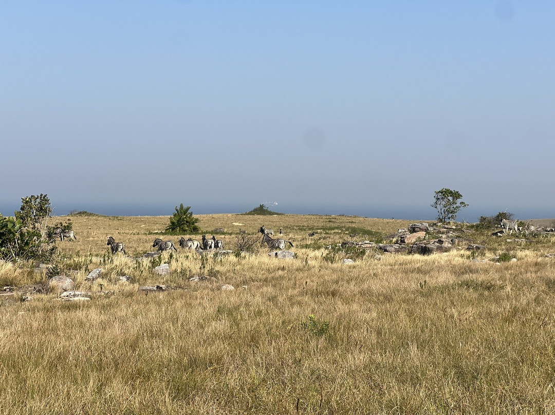 Wild Child Africa-彼得马里茨堡必去景点
