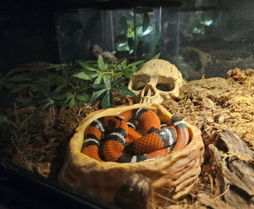 Snyfjellet Gård Smådyrpark-Senja必去景点