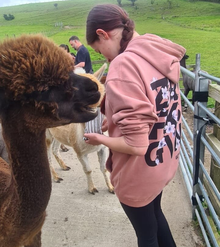 Wreay Syke Alpacas-肯德尔必去景点