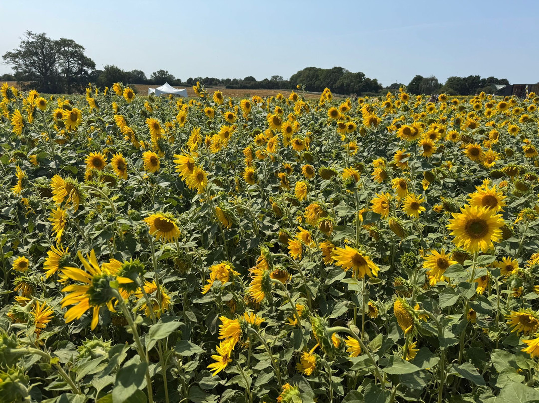 Writtle Sunflowers-切姆斯福德必去景点