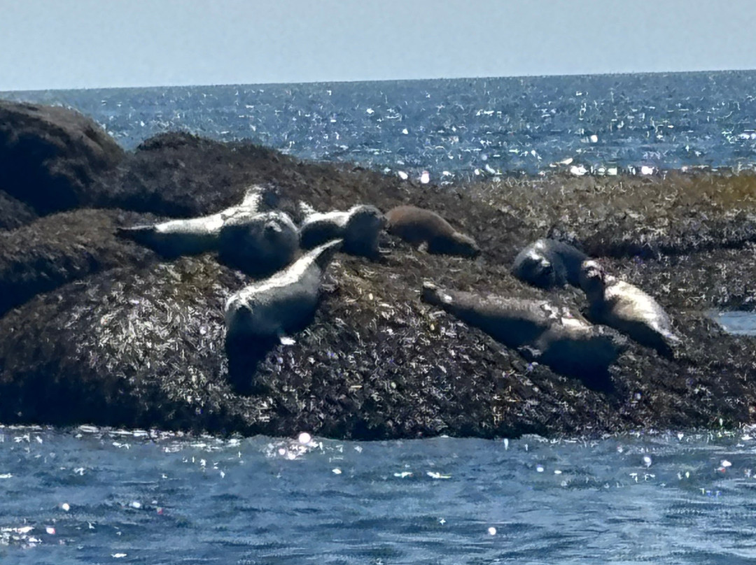Catch Your Dinner Lobster Tours-Corea必去景点