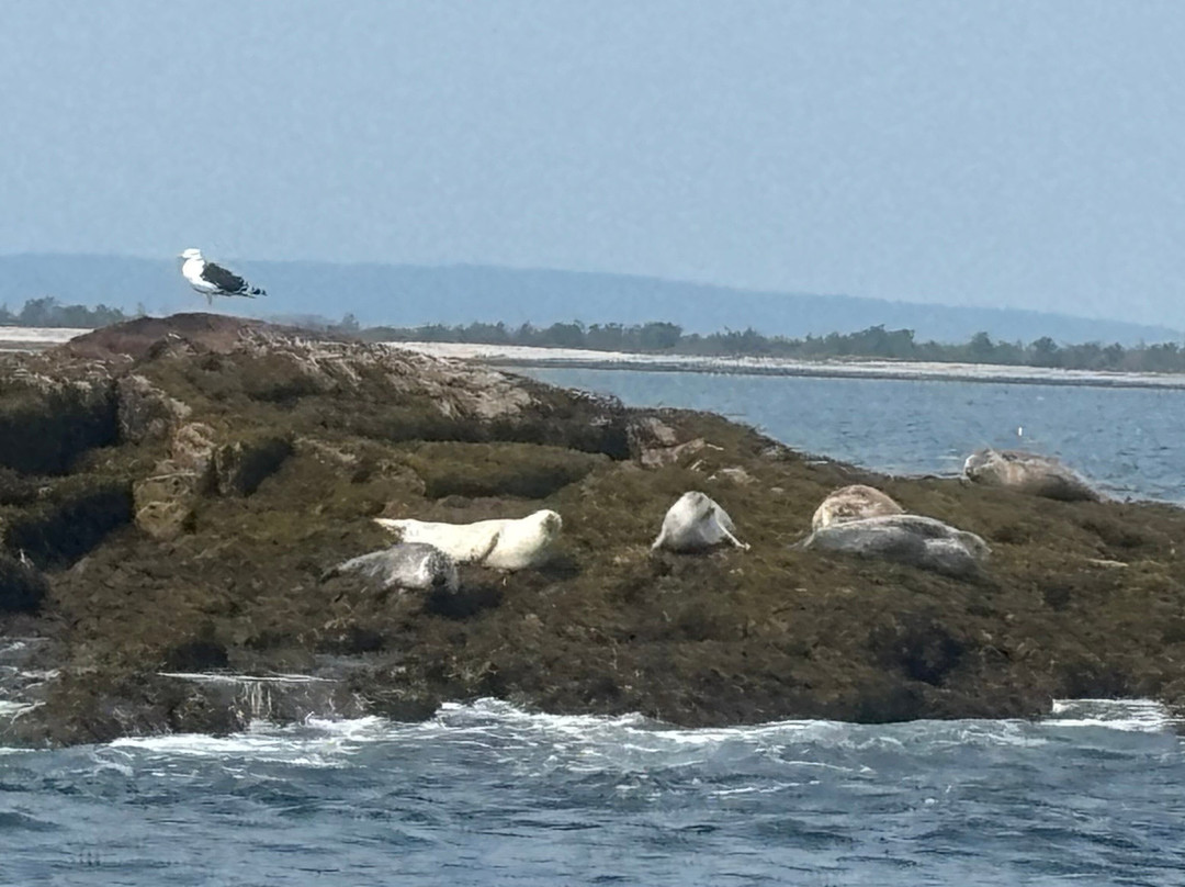 Acadia Puffin Cruise-Steuben必去景点