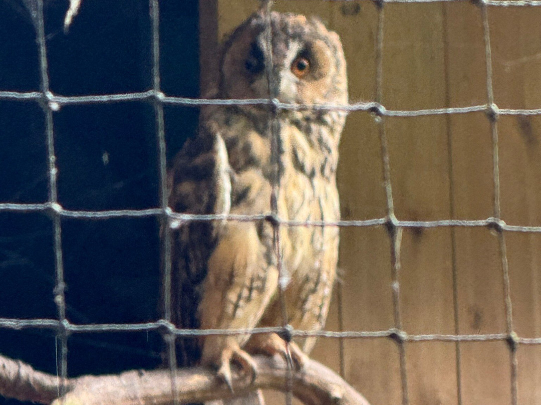World of Owls-Randalstown必去景点