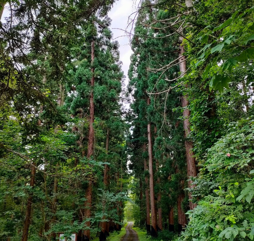 Preserved Japanese Cedars of Tsukigata-月形町必去景点