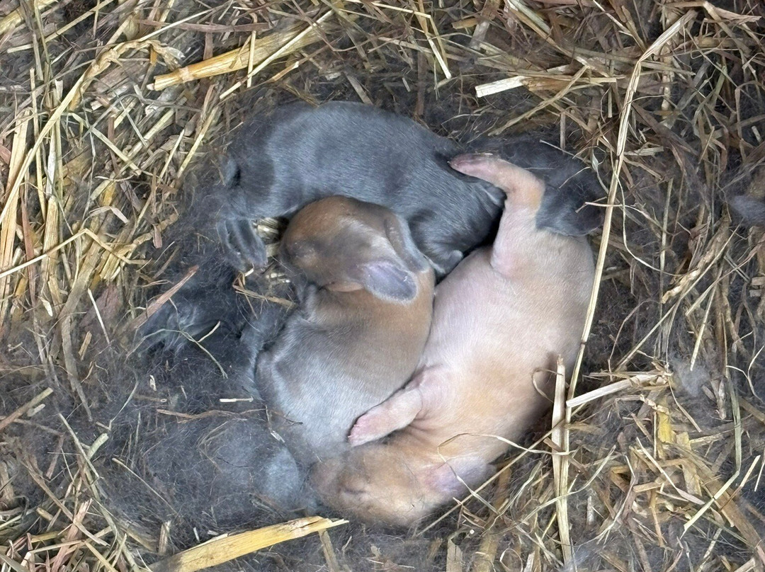 Kinderboerderij Lettenhof-Middelkerke必去景点