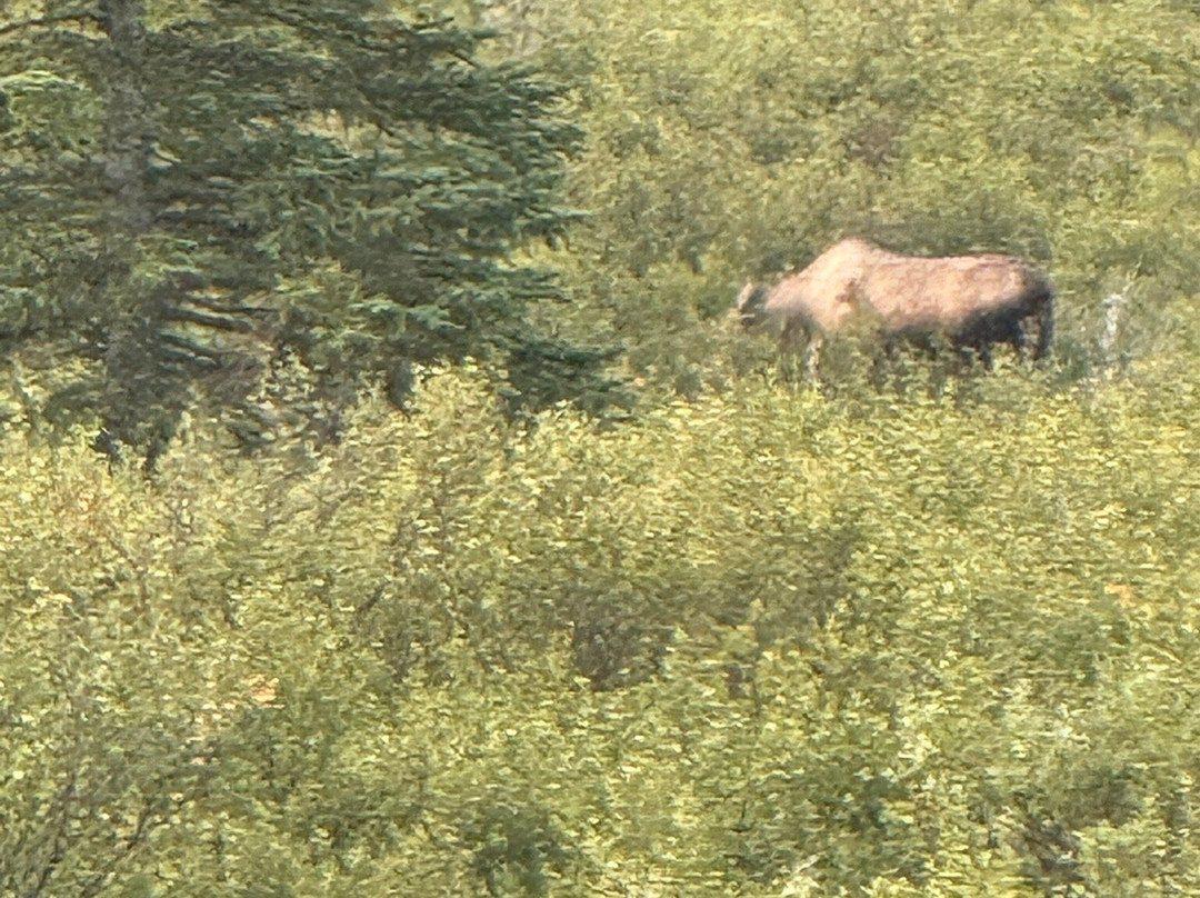 Denali Natural History Tour-德纳利国家公园和自然保护区必去景点
