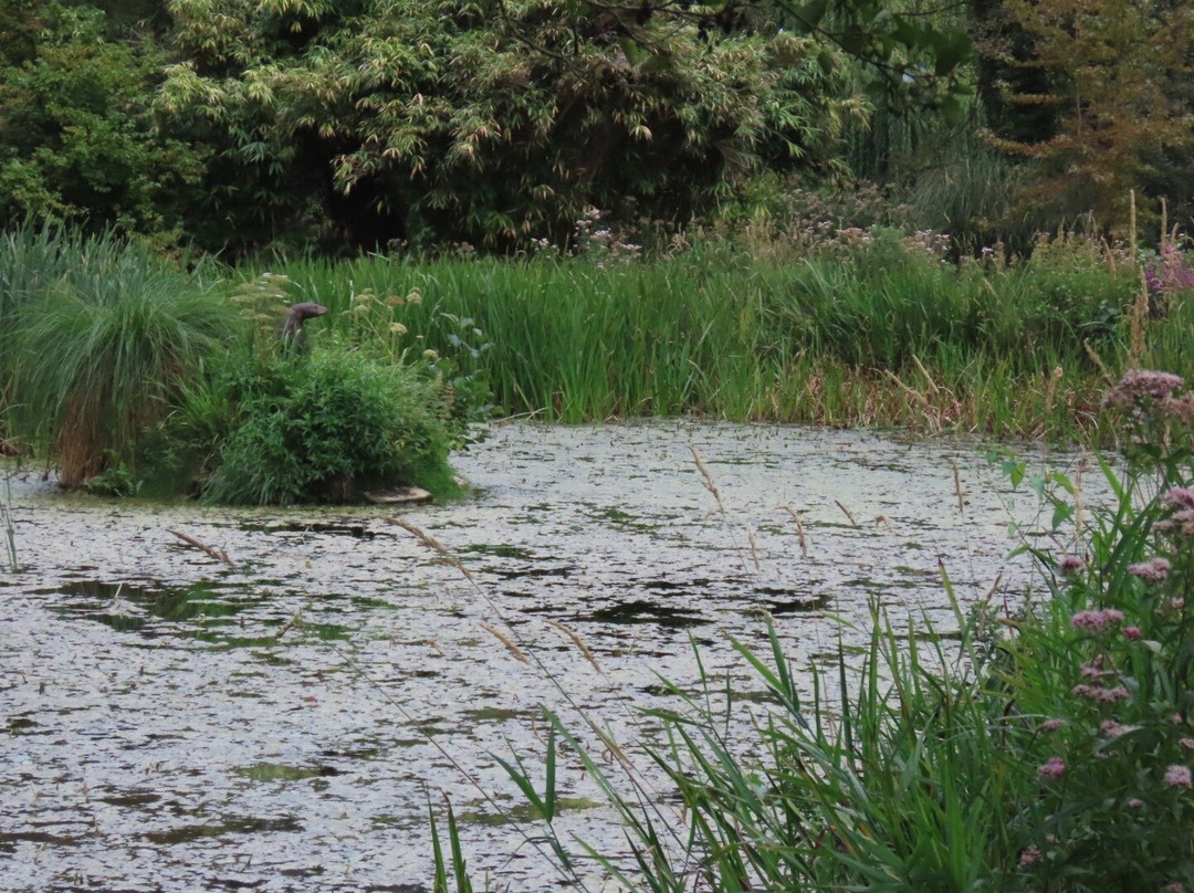 Gooderstone Water Gardens & Nature Trails-金斯林必去景点