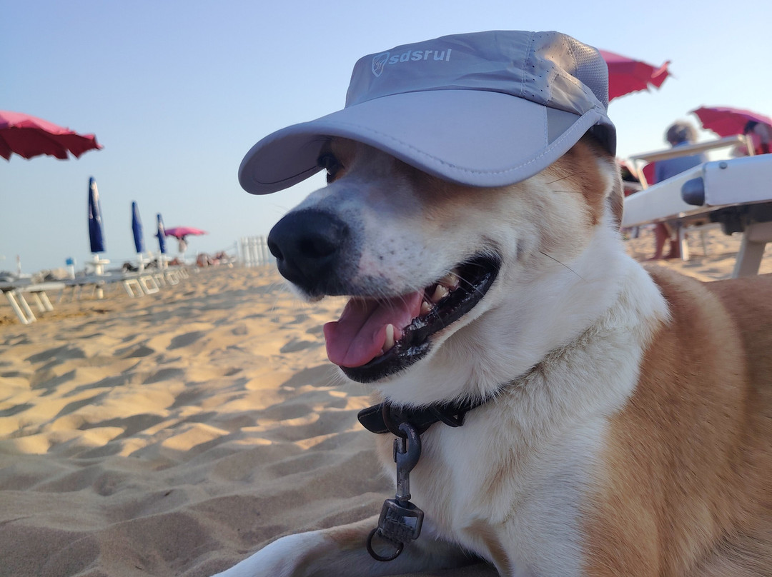 La spiaggia di Duke-利尼亚诺萨比亚多罗必去景点