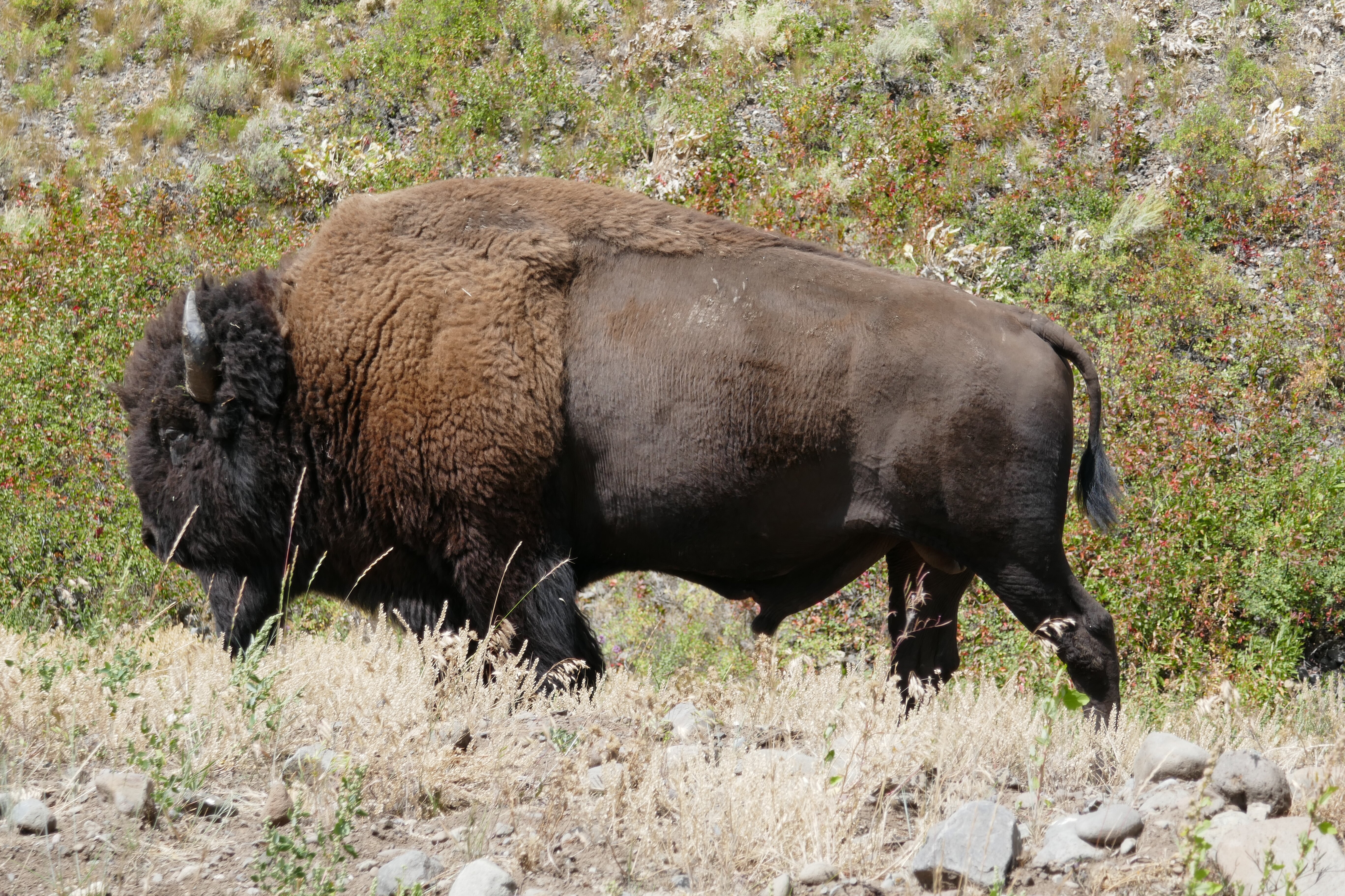 Comfort Inn at Buffalo Bill Village Resort-浴室