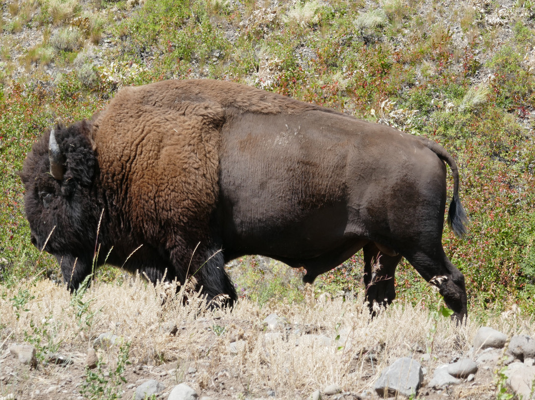 Comfort Inn at Buffalo Bill Village Resort主图