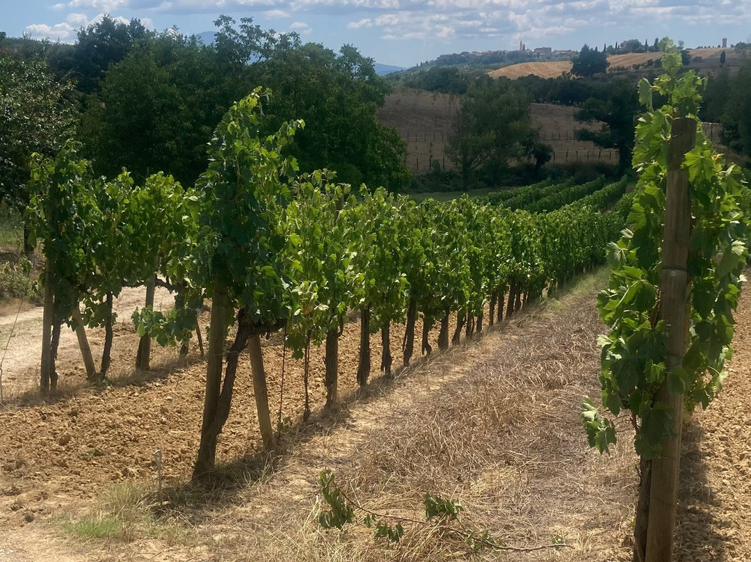Lignanello Azienda Agricola-皮恩扎必去景点