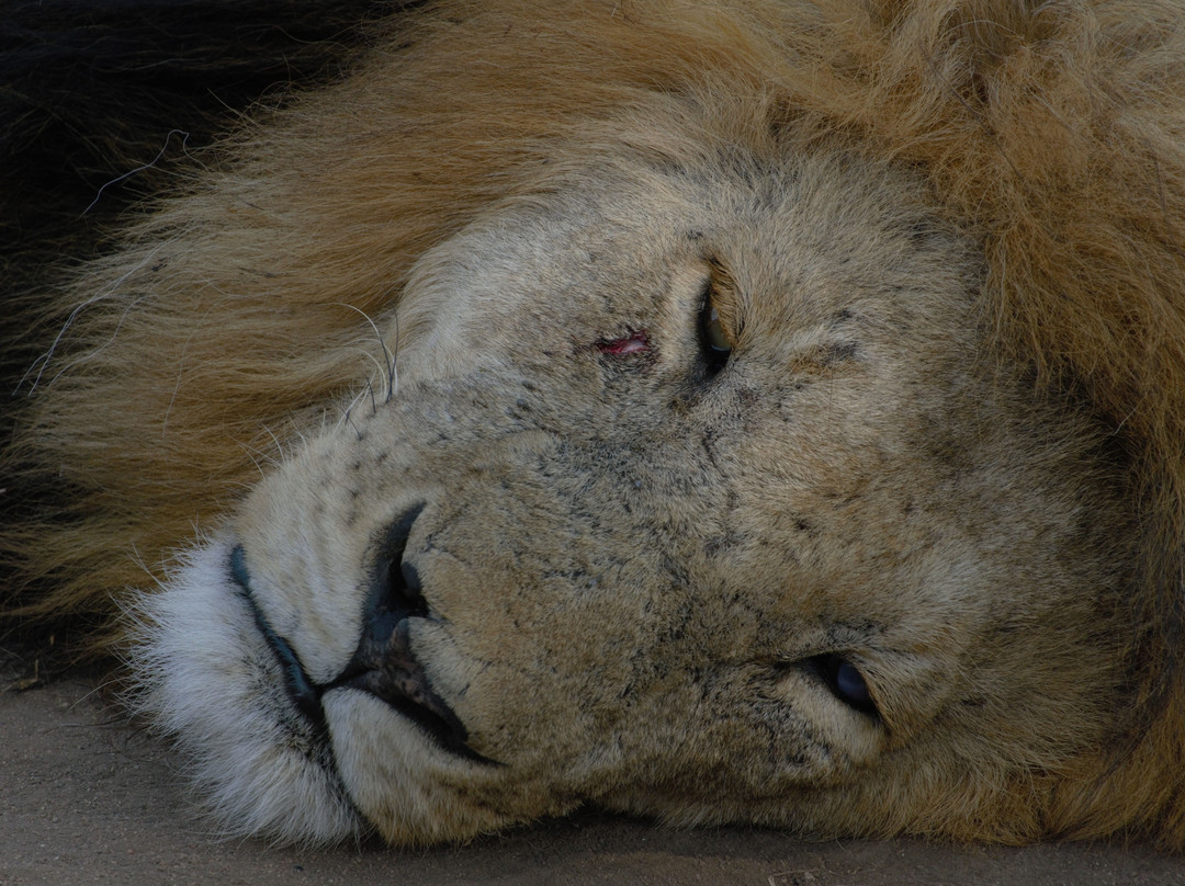 JT Safaris-迪亚尼必去景点