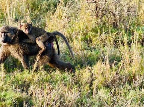 Key2Africa Safaris-阿鲁沙必去景点