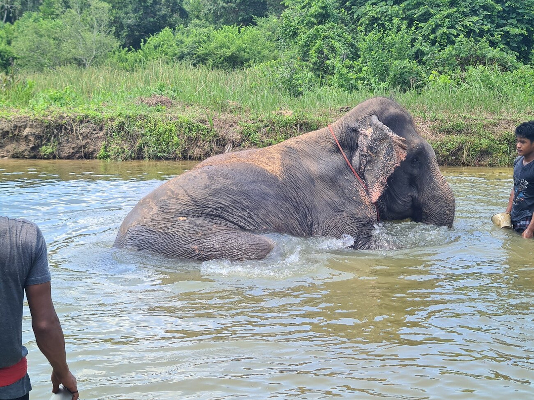 Thai Town of Elephant  Krabi