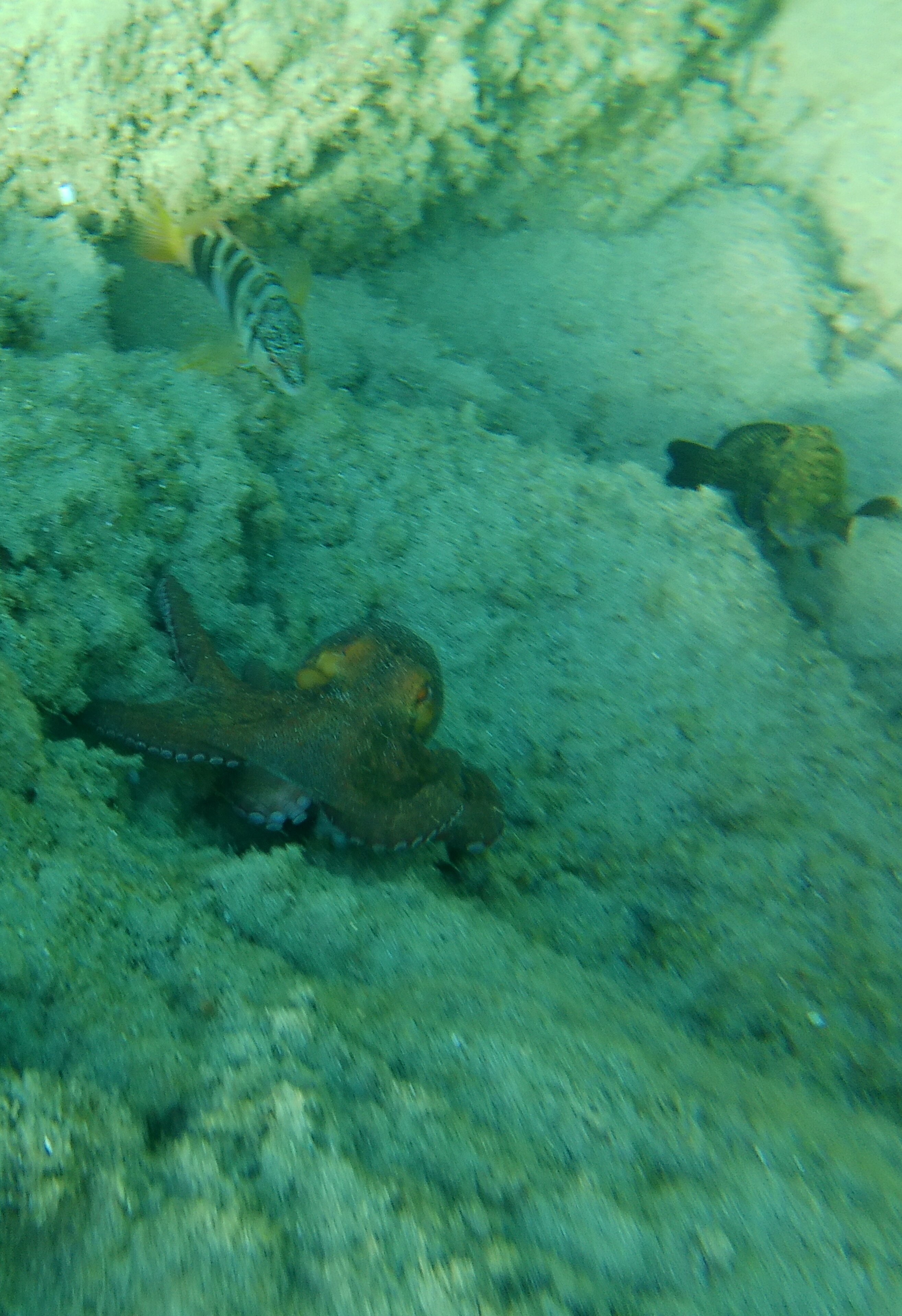 Elena Beach Hotel-官方