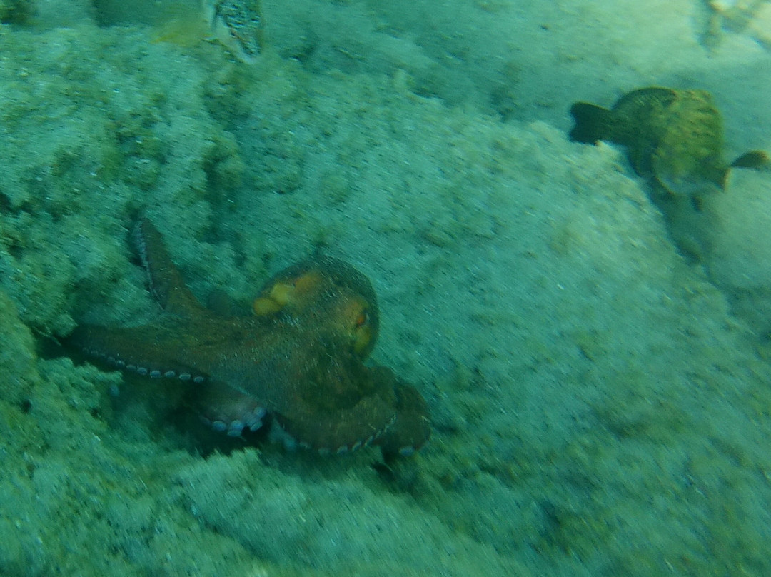 Elena Beach Hotel主图