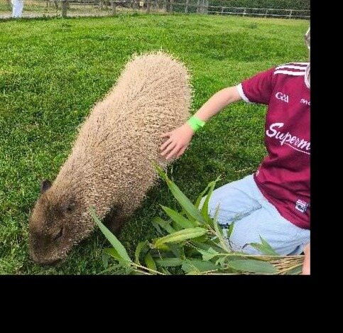 Secret Valley Wildlife Park-韦克斯福德必去景点