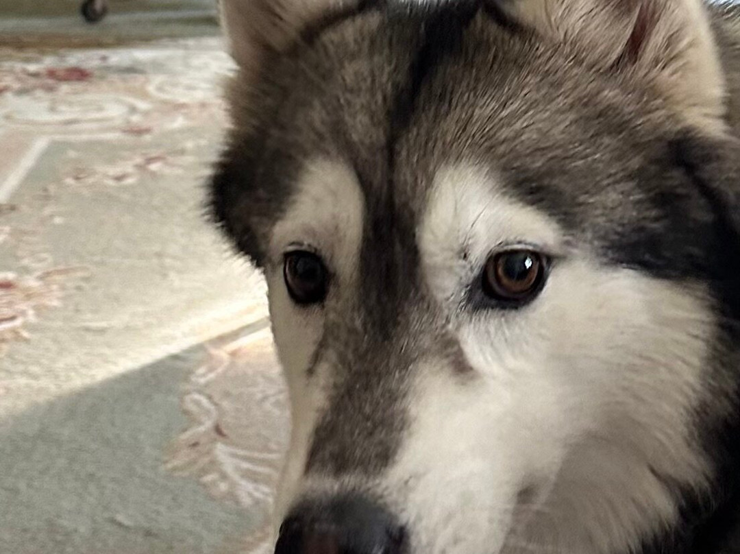 Osprey Inn B & B主图