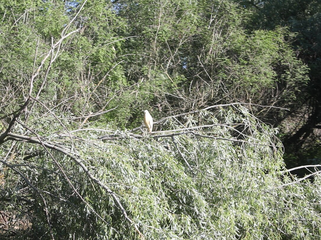 Caraorman Forest-Crisan必去景点