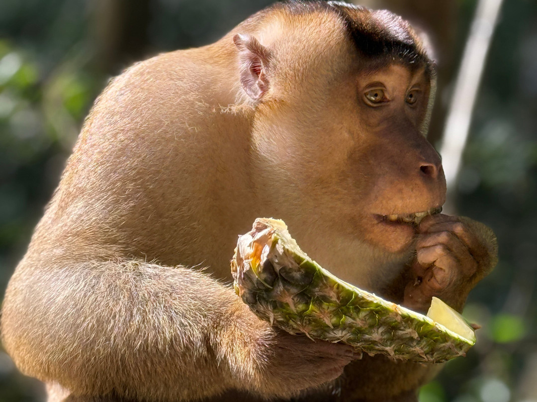 Thomas Jungle Tours-武吉拉旺必去景点