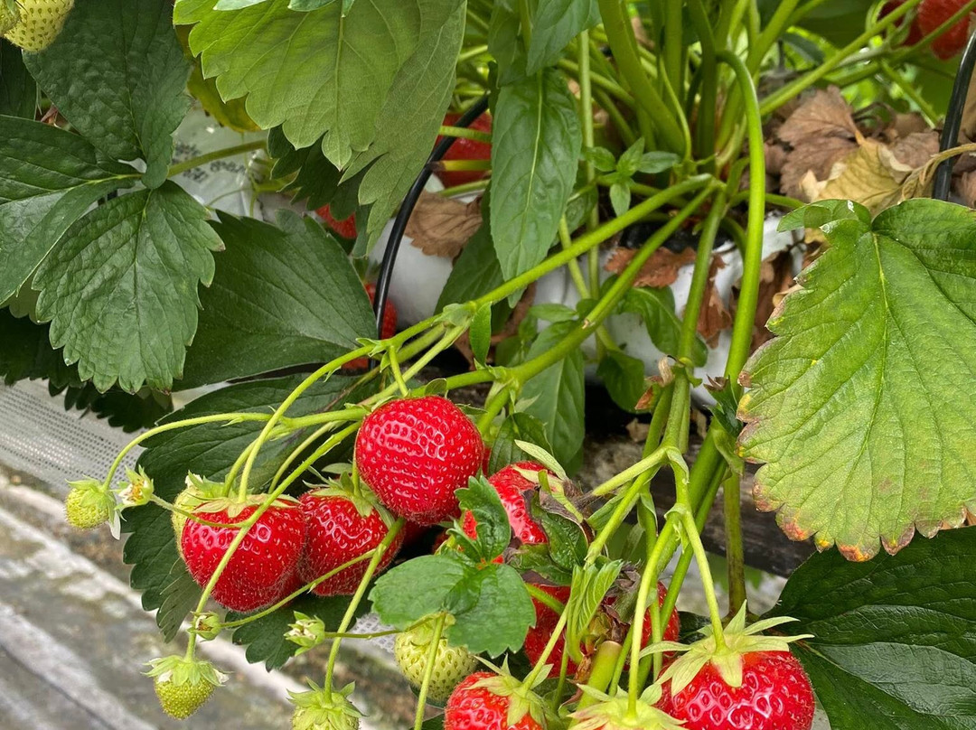 VSA Easter Anguston Farm-Peterculter必去景点