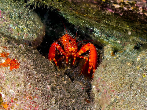 Diving Angel Tenerife-洛斯·吉甘特斯必去景点