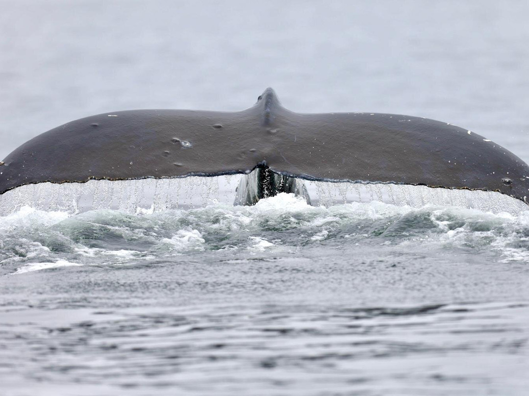 Vancouver Island Photo Tours-Port McNeill必去景点