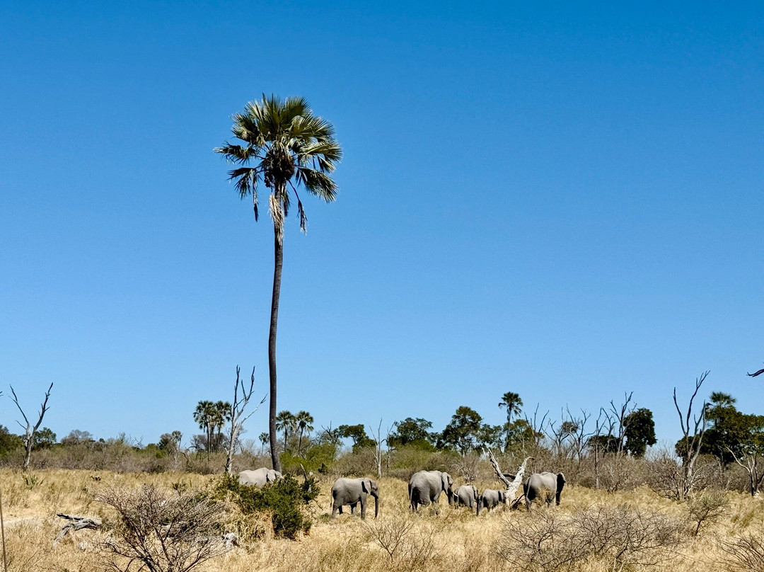 Moremi Wildlife Reserve-莫雷米野生动物保护区必去景点
