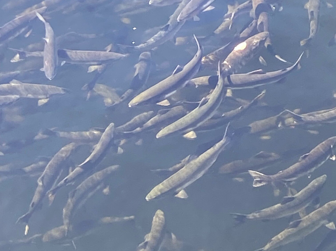 Creek Street-凯奇坎必去景点