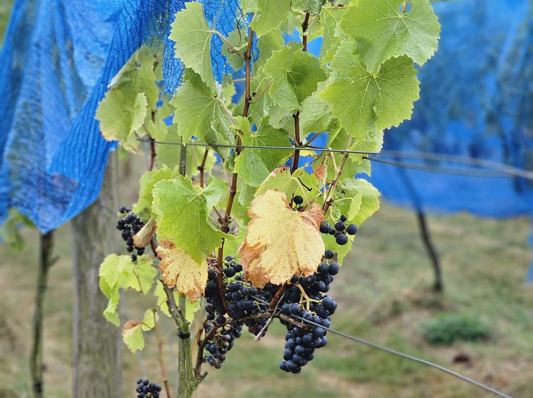 Little Waddon Vineyard-Waddon必去景点