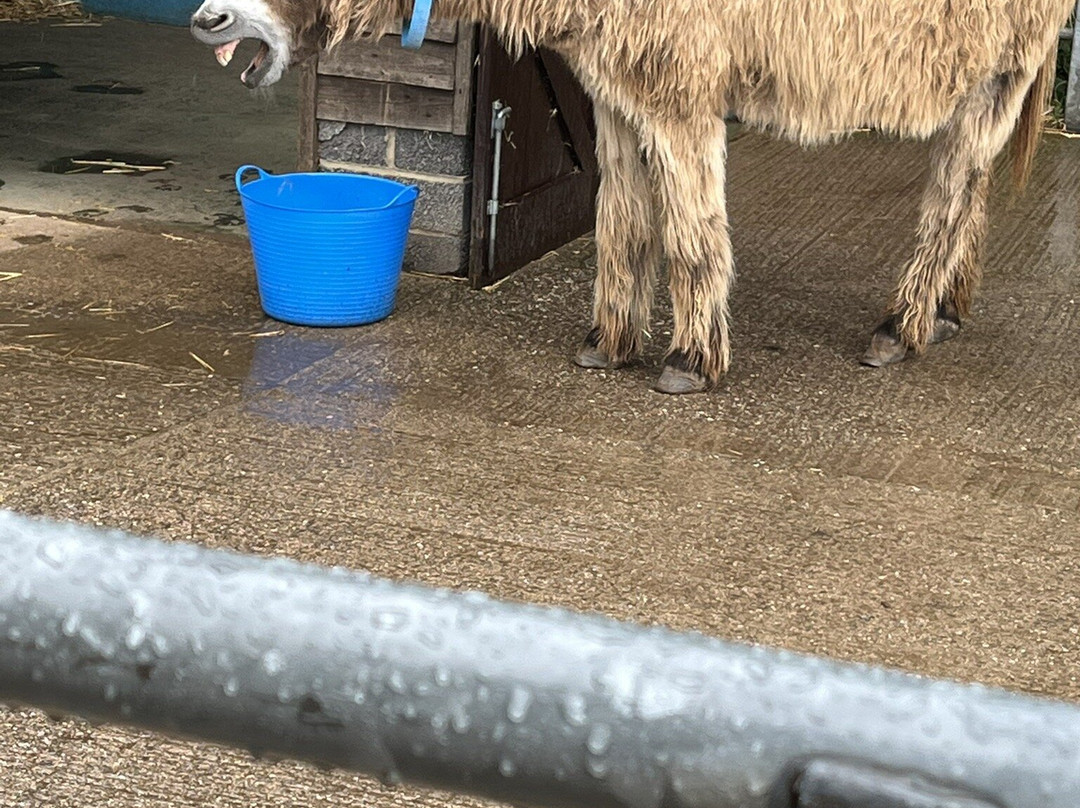 The Donkey Sanctuary-西德茅斯必去景点