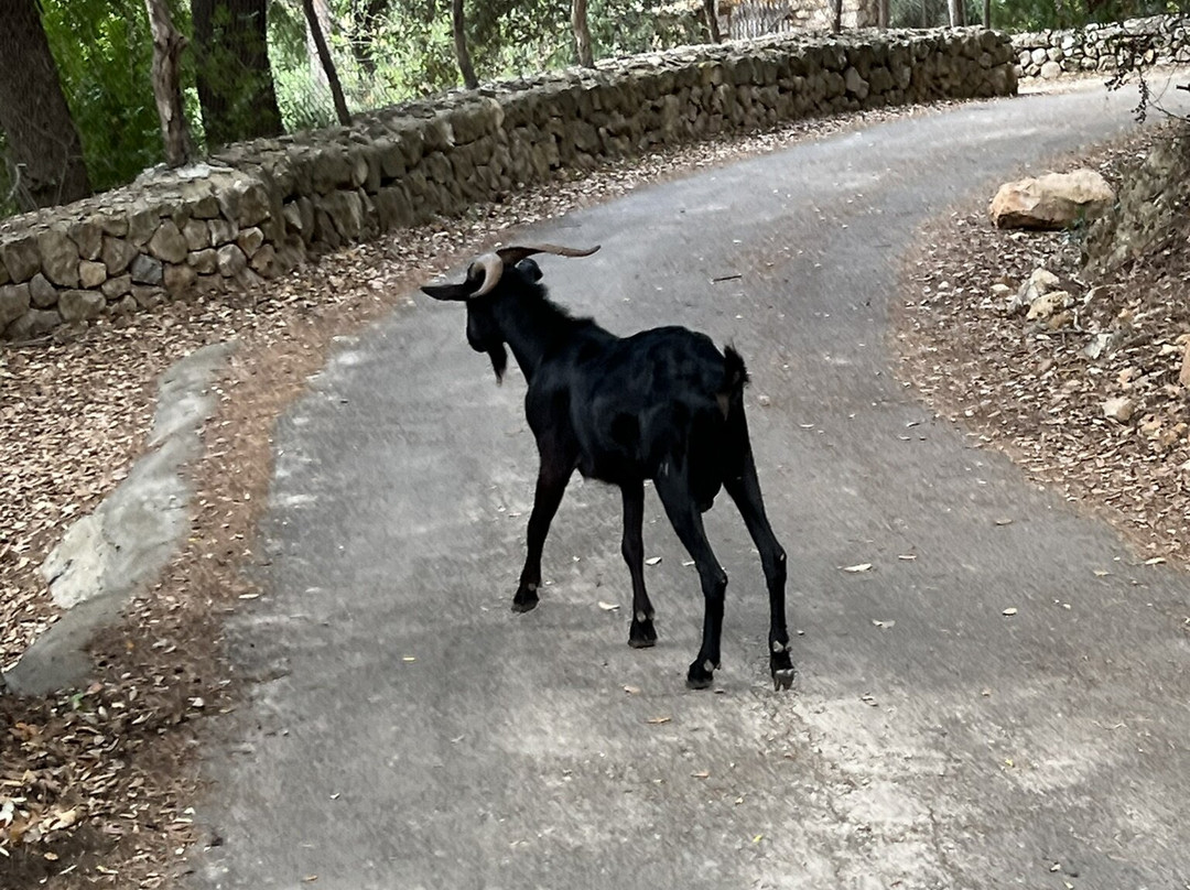 Puig de Maria-Pollenca必去景点