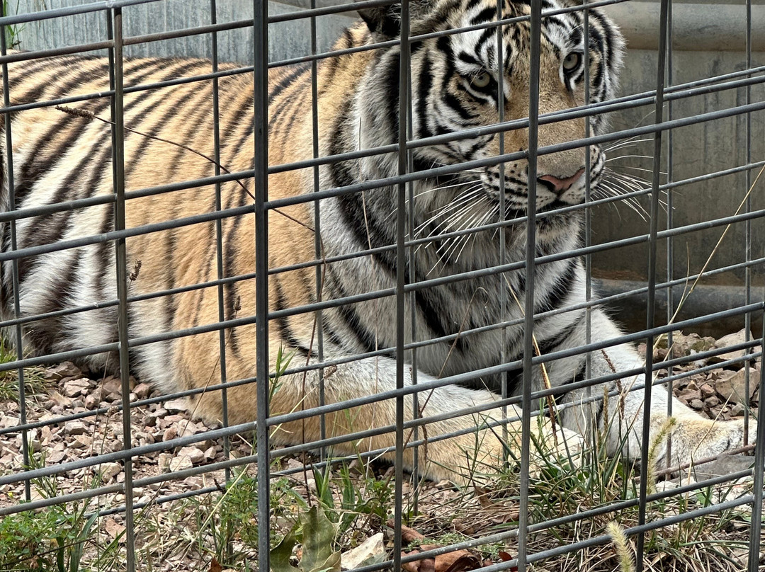 National Tiger Sanctuary-Saddlebrooke必去景点
