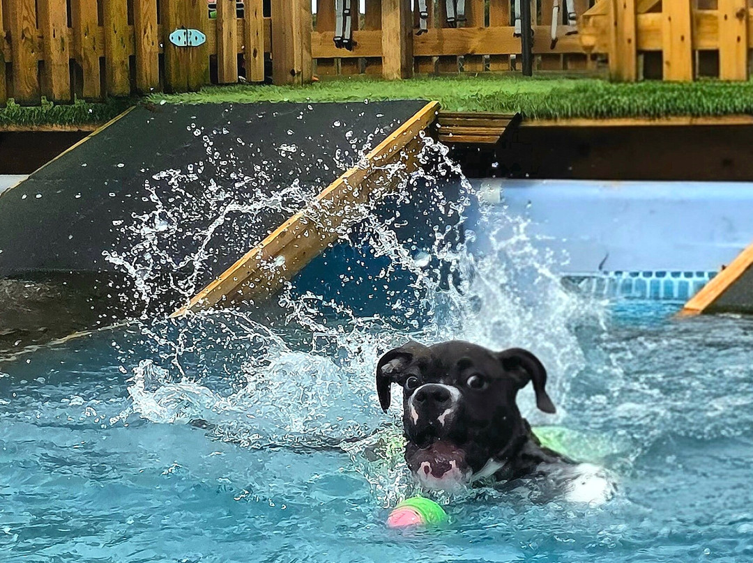 Swim Dog-纽奎必去景点
