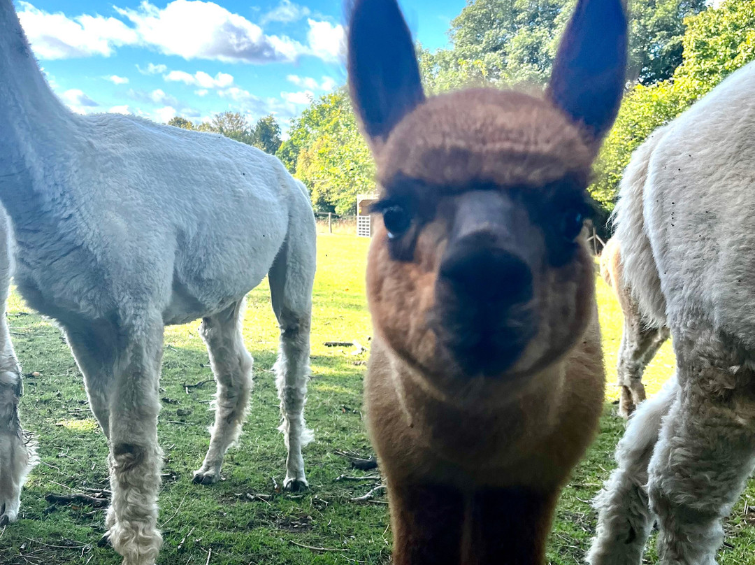 Little Orchard Alpacas-Axminster必去景点