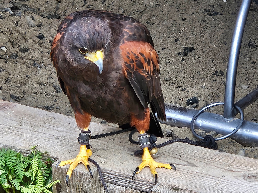Shieldaig Falconry-盖尔洛赫必去景点