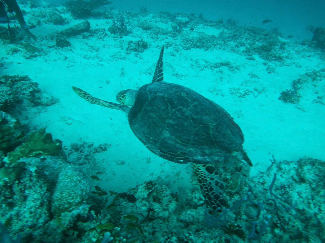 Werner Lau Diving Centers-菲利兹优岛必去景点