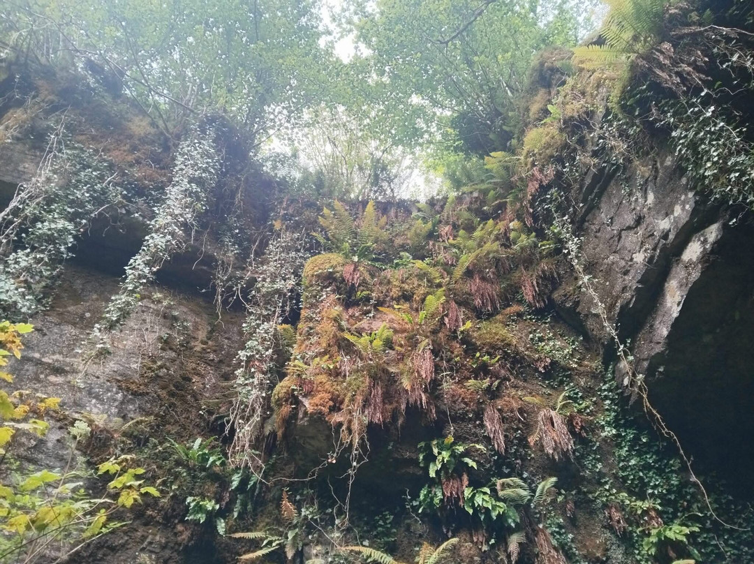 Belmore Forest - Pollnagollum Cave Walk