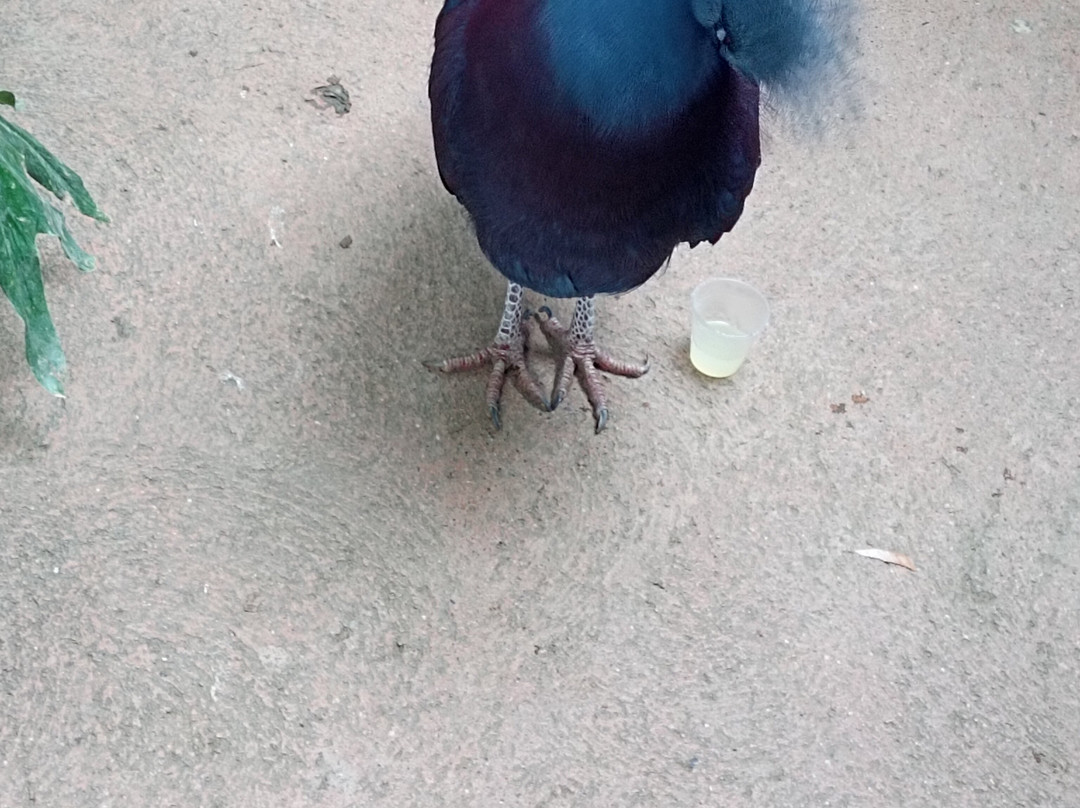 Butterfly Park Empuriabrava-Castello d'Empuries必去景点