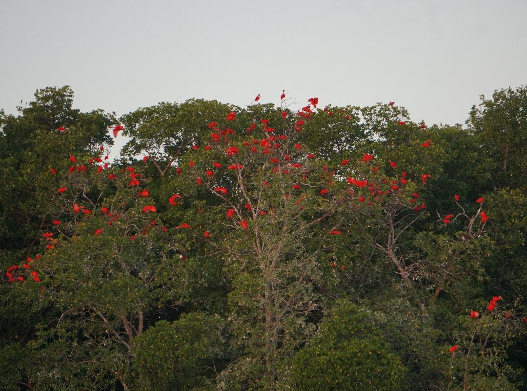 Delta Rio Parnaiba Turismo-Parnaiba必去景点
