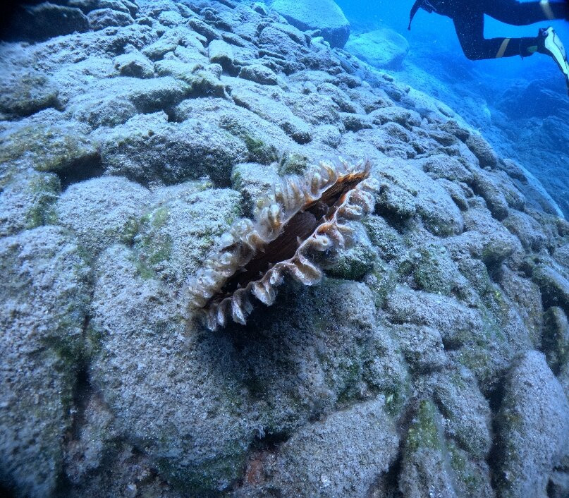 Diver's Club Crete-阿希亚贝拉希亚必去景点