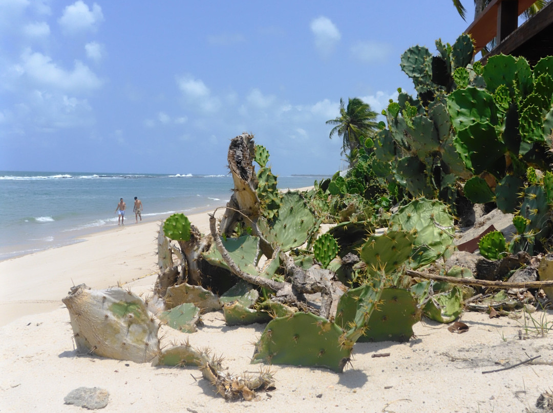 Praia Barra de São Miguel-Barra de Sao Miguel必去景点