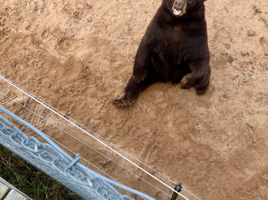 Oswald's Bear Ranch-Newberry必去景点