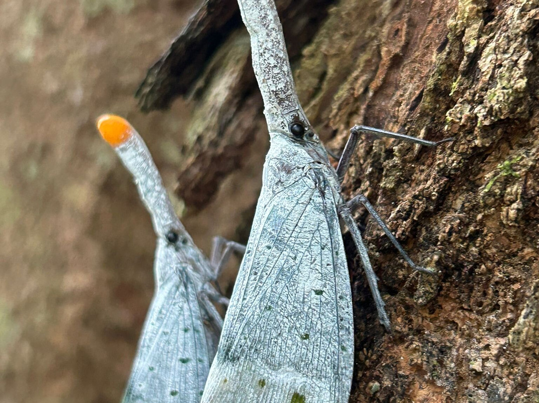 Rudy Ketambe Sumatra Jungle Trekking-Ketambe必去景点