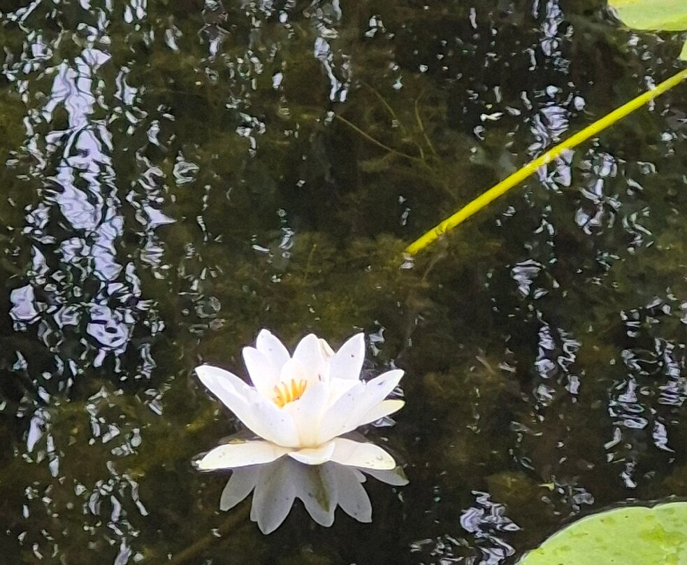 Bergius Botanic Garden-斯德哥尔摩必去景点